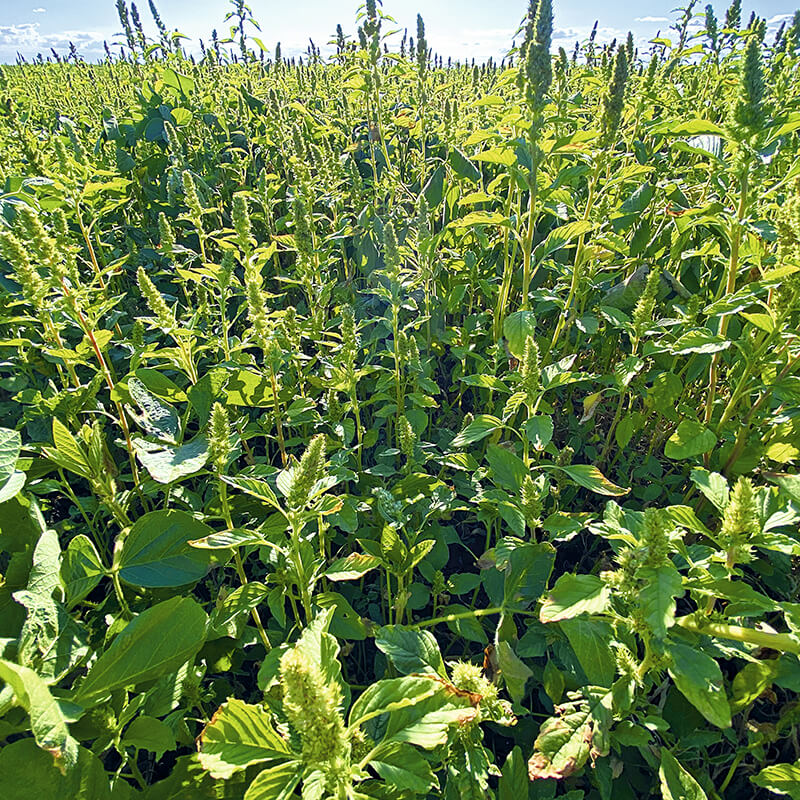 Когорта&nbsp;&mdash; новый «соевый» гербицид, у&nbsp;которого нет аналогов на&nbsp;российском рынке пестицидов