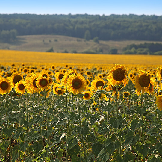 "Тамыз-Лениногор"