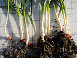 Хет-Трик&nbsp;&mdash; полная защита семян и&nbsp;всходов