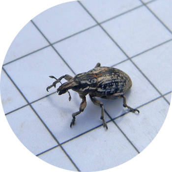 Жоңышқа түйінінің арамшөптері