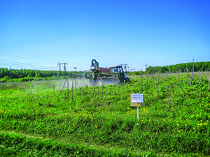 Убрать борщевик раз и&nbsp;навсегда