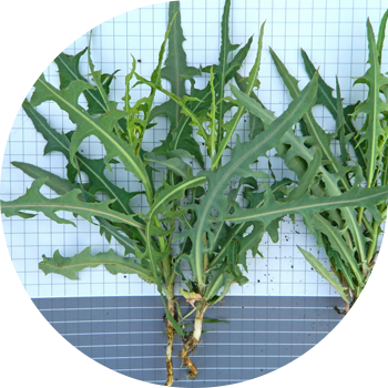 Латук салаты (Молокан) татар