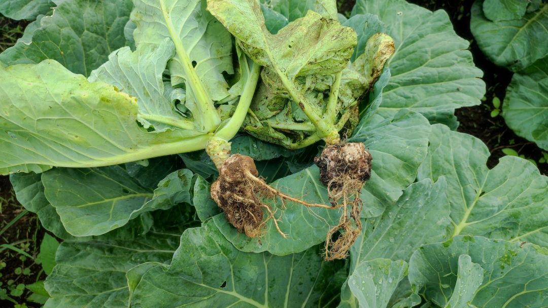 Бір кило қырыққабат