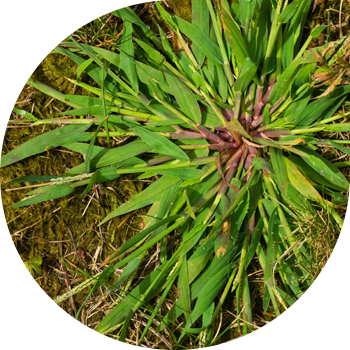 Гемостатикалық шаян (сызықтық), қан қызыл