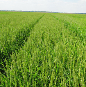 Как&nbsp;обуздать пирикуляриоз риса