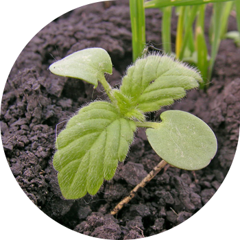 Кәдімгі пикулник