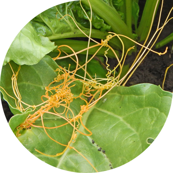 Далалық егістік