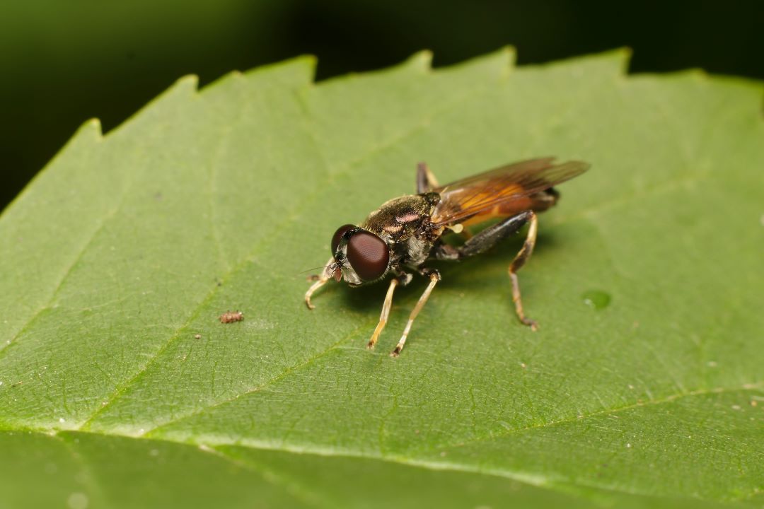 Пияз ұшқышы