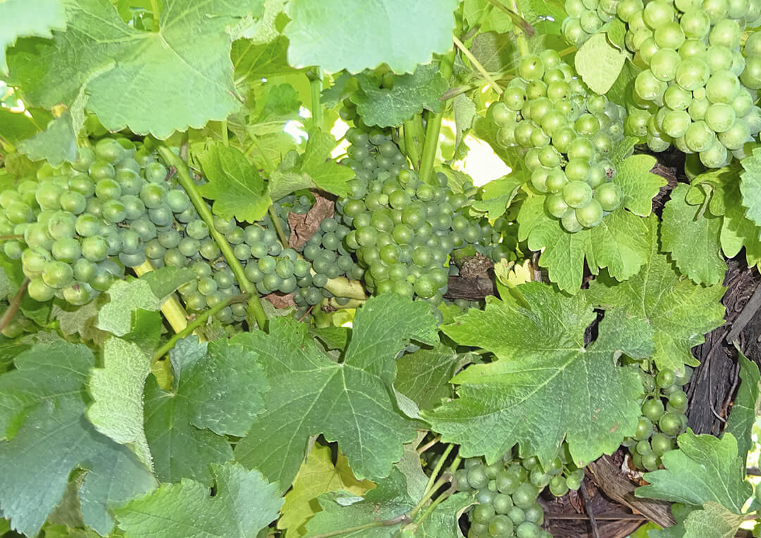 Защищаем виноград