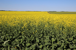 Рентабельный яровой рапс