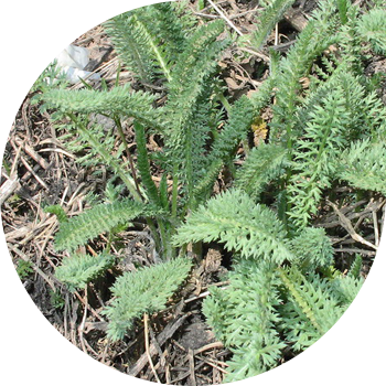 Кәдімгі мыңжапырақ