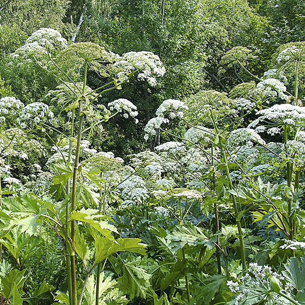 Как&nbsp;убрать борщевик навсегда