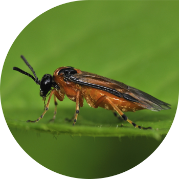 Рапс үгіндісі