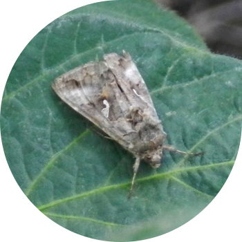 Совок-гамма