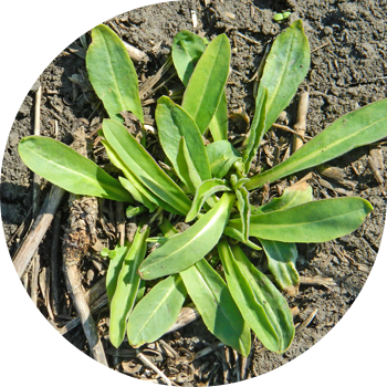 Қарапайым шайыр (крекер)