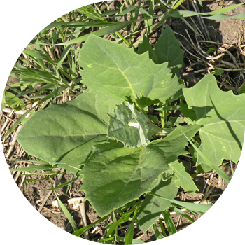 Квиноа, жайылған, татар