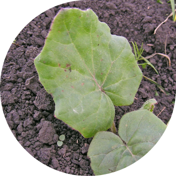 Қарапайым ана мен өгей ана