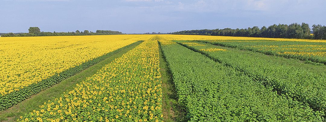 От&nbsp;семеноводства к&nbsp;селекции