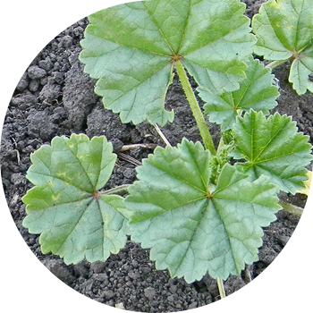 Скват (дөңгелек жапырақты маллоу)