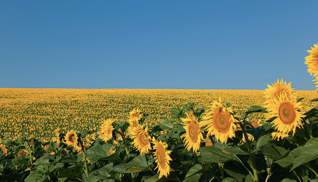 Татарстанда жаңа май шығаратын зауыт салынады