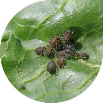 Қызылша жапырақты тли