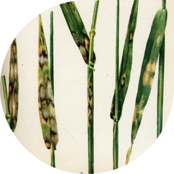 Қара бидай мен арпаның ринхоспориозы