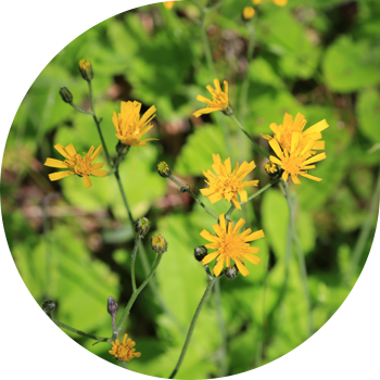 Кәдімгі сүйел