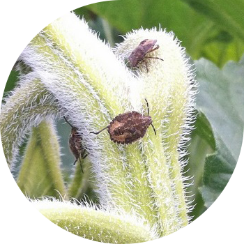 Жидек қатесі