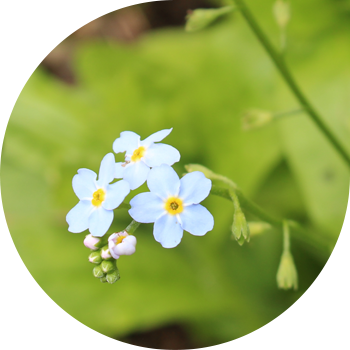 Даланы ұмытпа