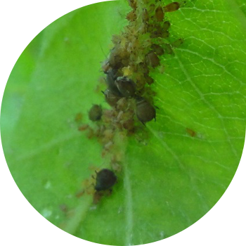 Жасыл алма тли