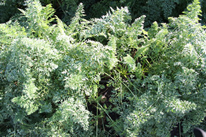 Внимание овощам и&nbsp;картофелю!