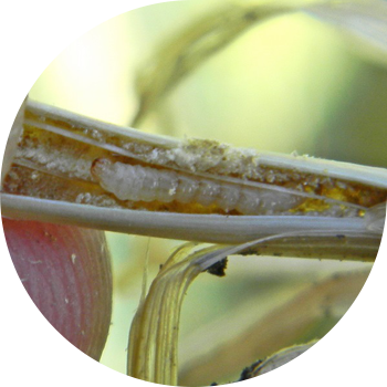 Сабақты нан үгіндісі (қарапайым нан үгіндісі, қара нан үгіндісі)