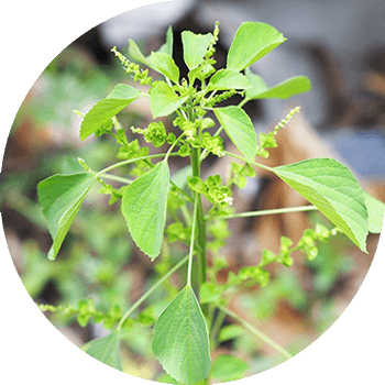 Акалифа Оңтүстік