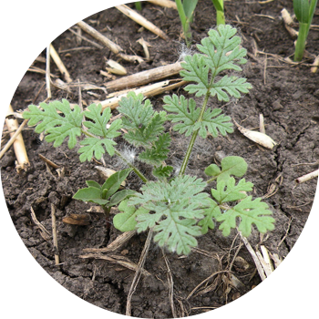 Цикут Лейлек