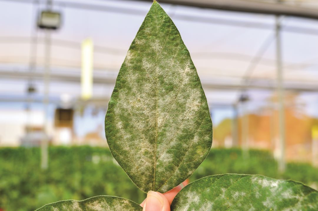 Соя ұнтақты көгеру