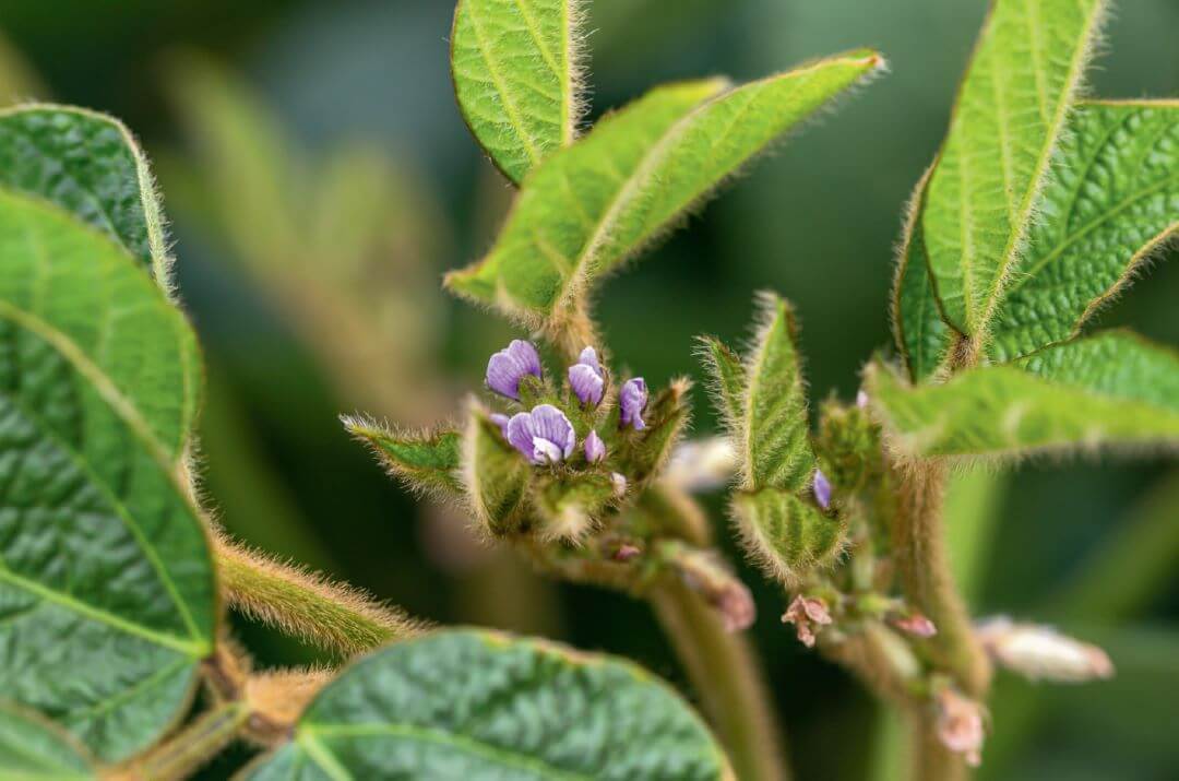 Фунгициды нового поколения для&nbsp;сои