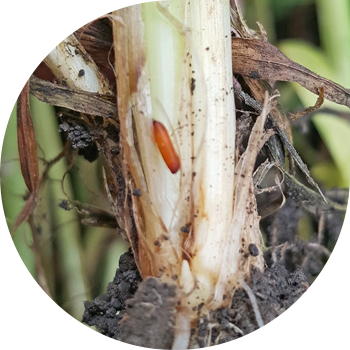 Бидай шыбыны