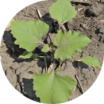 Кәдімгі мылжың