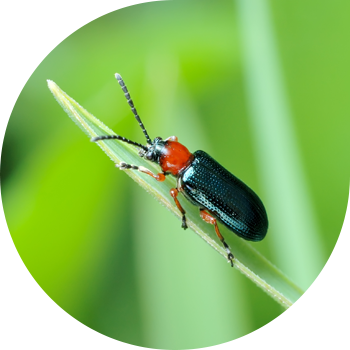 Қарапайым Пьявица