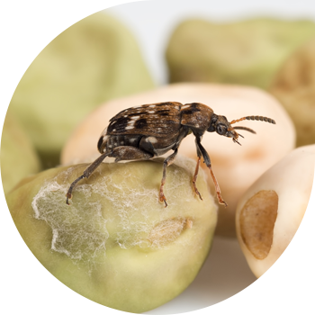 Бұршақ дәні