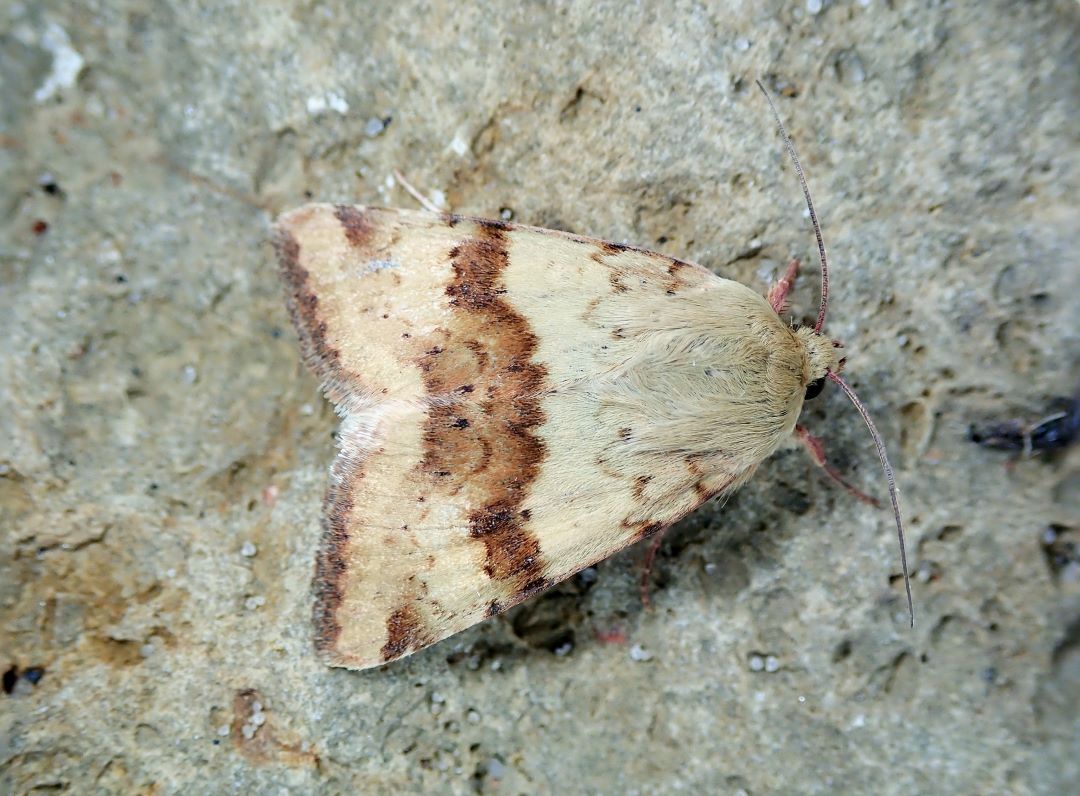 Жоңышқа құрты