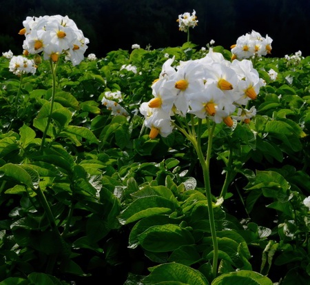 «Чипсовый» картофель в&nbsp;Волгоградской области