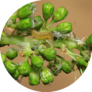 Жүзім жапырақшалары (кластерлік жапырақ құрттары, екі жылдық жүзім жапырақшалары)