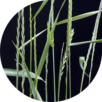 Бидай шөптері