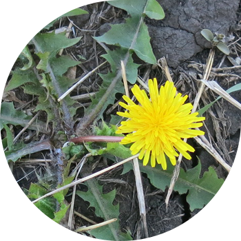 Дәрілік одуванчика