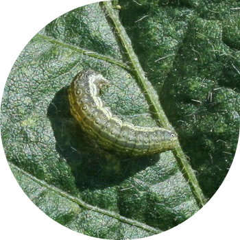 Шалғынды көбелек