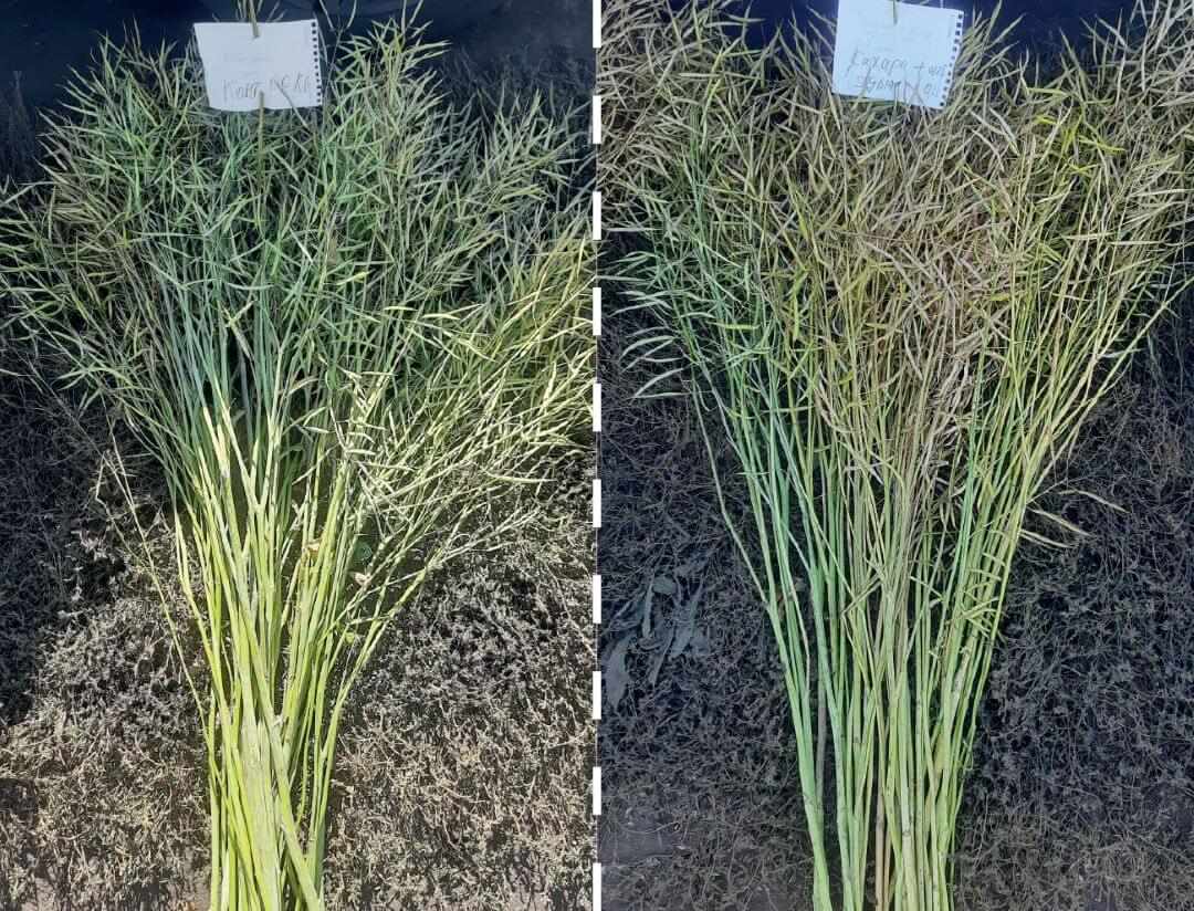 К&nbsp;уборке готовы!