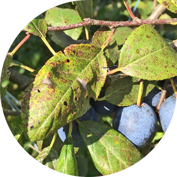 Клястероспориоз