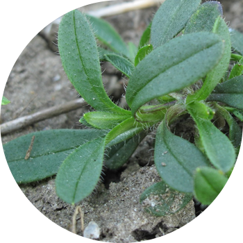 Далалық Торғай