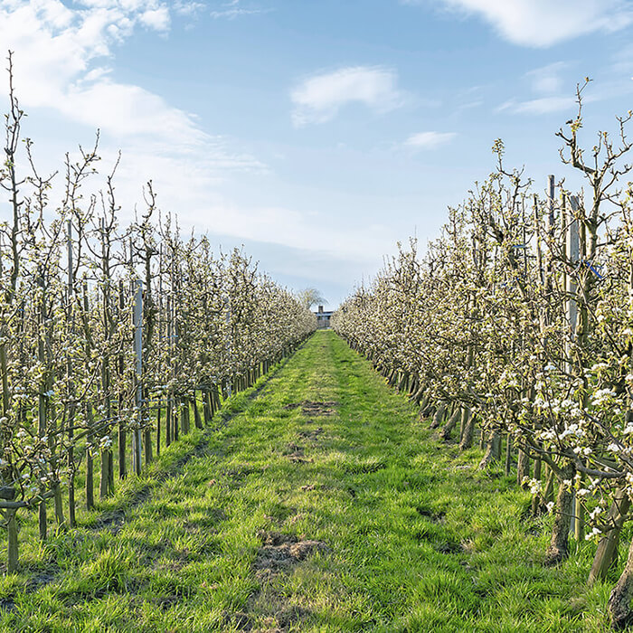 Как&nbsp;применять фунгициды в&nbsp;плодовом саду?